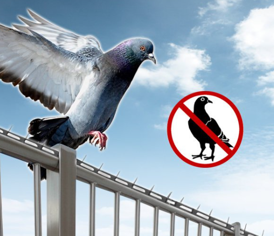 비둘기 퇴치(망/스파이크5개)(비수기)